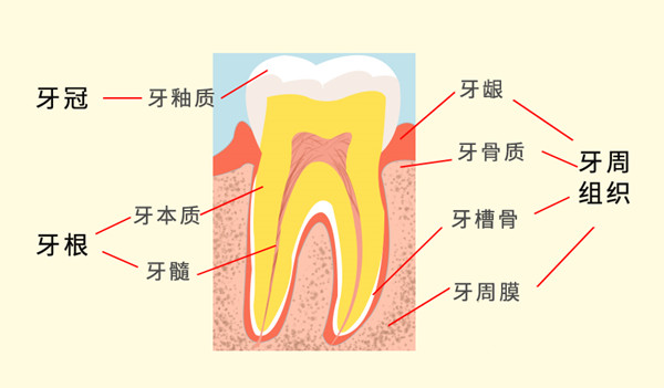 牙齒結構圖